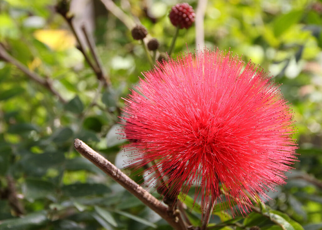 沖縄家族旅行　花